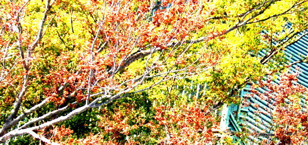 Uniden Digital Camera